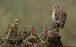 Owl Stump Bird wallpaper thumb