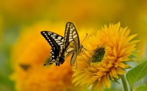 Butterfly, wings, sunflower, petals wallpaper thumb