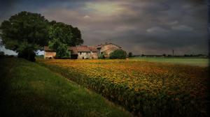 Sunflower, homes, trees, landscape wallpaper thumb
