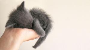 Fluffy grey kitten wallpaper thumb