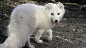 Siberian White Fox wallpaper thumb