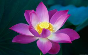 Lotus Flower wallpaper thumb
