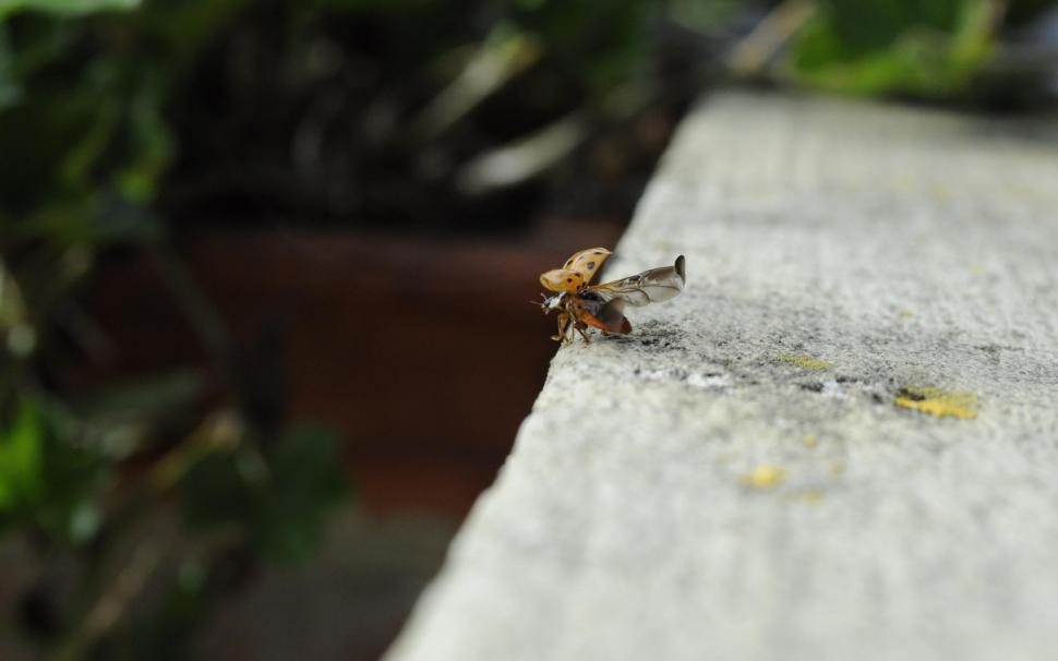 A Ladybug's Take Off wallpaper,animals HD wallpaper,taking HD wallpaper,garden HD wallpaper,insects HD wallpaper,lady HD wallpaper,2560x1600 wallpaper