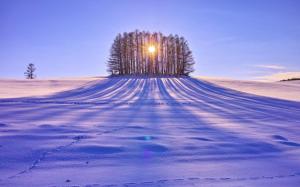 Winter snow, trees, sun rays, white wallpaper thumb