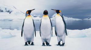 Three Penguins wallpaper thumb