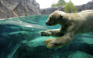 Polar Bear Swimming wallpaper thumb