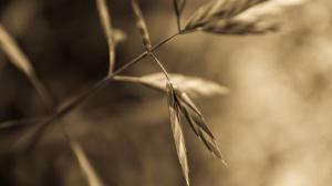 Macro Leaves Plant HD wallpaper thumb