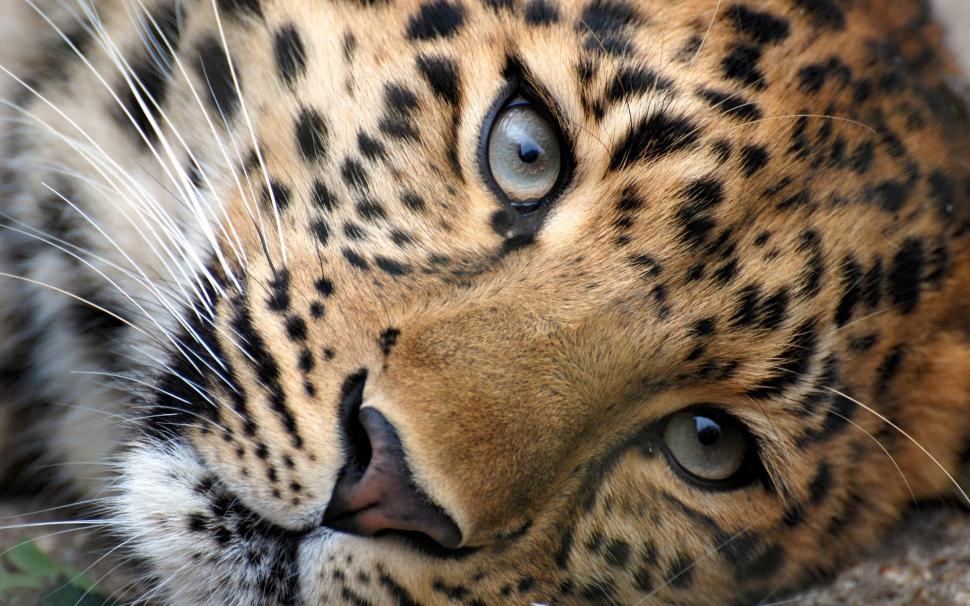 Leopard eyes wallpaper,animals HD wallpaper,2560x1600 HD wallpaper,leopard HD wallpaper,2560x1600 wallpaper