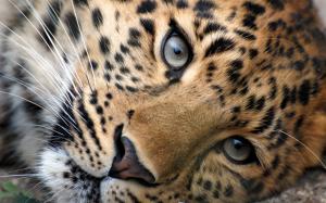 Leopard eyes wallpaper thumb