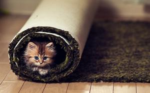 Naughty and cute little cat wallpaper thumb