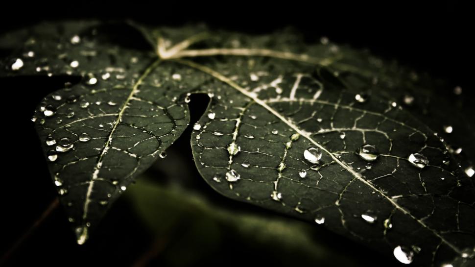 Water Drops, Leaves, Nature, Macro, Dark wallpaper | nature and landscape |  Wallpaper Better