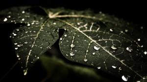 Water Drops, Leaves, Nature, Macro, Dark wallpaper thumb