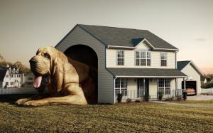 Dog Real House wallpaper thumb