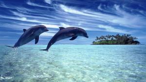 Cheerful dolphins in the sea wallpaper thumb