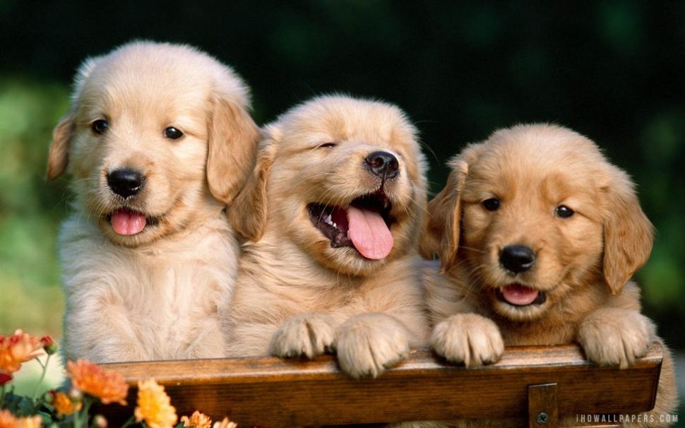 Golden Retriever Puppies wallpaper,puppies HD wallpaper,retriever HD wallpaper,golden HD wallpaper,1920x1200 wallpaper
