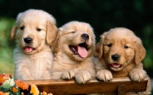 Golden Retriever Puppies wallpaper thumb