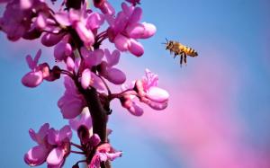 Bee and purple flowers wallpaper thumb