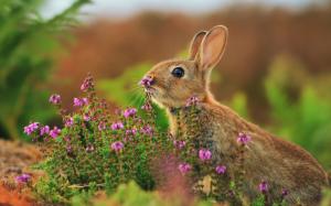 Animals close-up, hare, flowers, grass wallpaper thumb