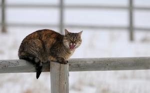 Cat in winter, snow, fence wallpaper thumb