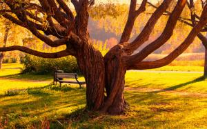Big tree in autumn park, bench, grass wallpaper thumb
