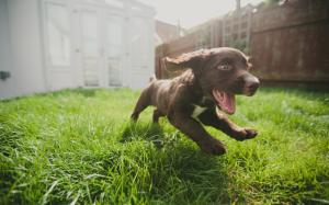 Puppy Dog Grass Run HD wallpaper thumb