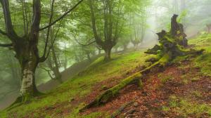 Nature, Forest, Mist, Mysterious, Hill, Dead Trees, Moss, Green wallpaper thumb