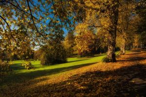 Park, autumn, trees wallpaper thumb