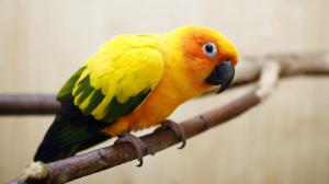 Yellow-orange feathers parrot wallpaper thumb