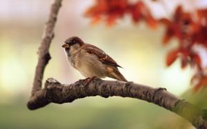 Sparrow close-up photography, background blur wallpaper thumb