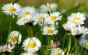 Camomile Flowers wallpaper thumb