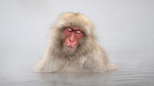 Japanese Macaque Monkey In Hot Springs, Jigokudani, Japan wallpaper thumb