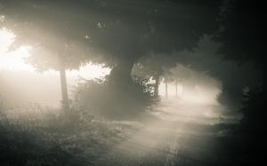 Sunlight Fog Mist Trees Road Path Trail HD wallpaper thumb
