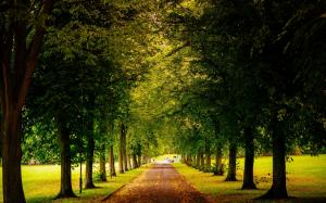 Sheffield, England, park, trees road, autumn, yellow leaves wallpaper thumb