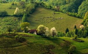 Spring, morning, hills, flock, forest, house wallpaper thumb