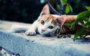 White brown cat, look, green berries wallpaper thumb