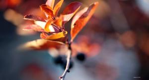 Autumn Blur  wallpaper thumb