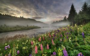 Norway, forest, river, trees, fog, flowers, summer, morning wallpaper thumb