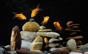 Animals Goldfish Aquarium Phone wallpaper thumb