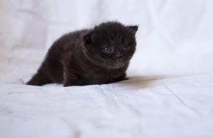 kitten, black, fluffy, baby wallpaper thumb