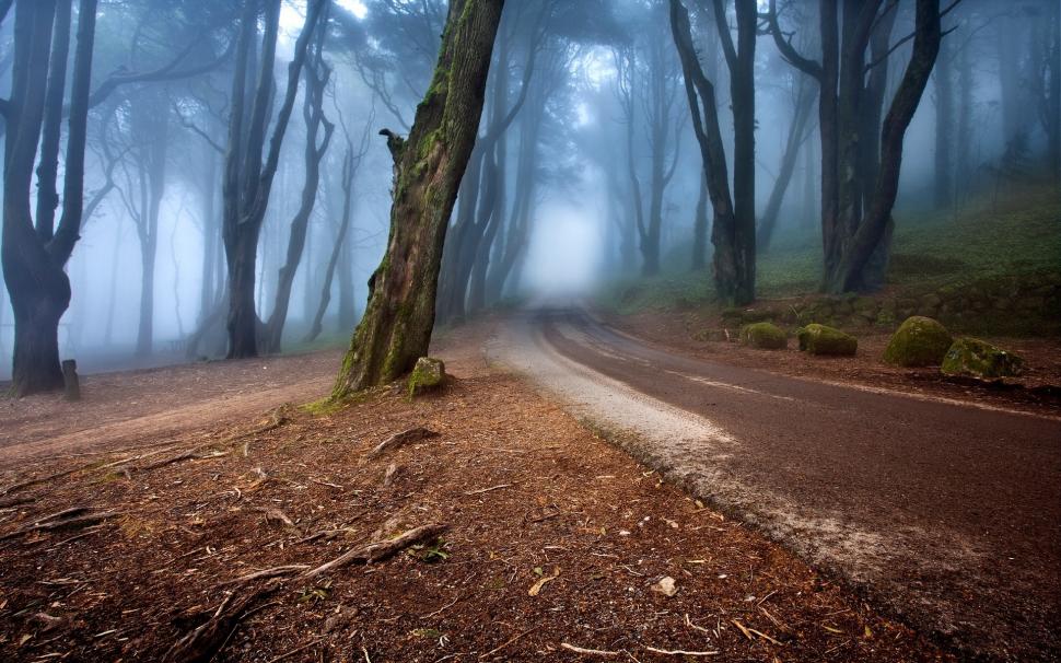Mysterious, Forest, Mist, Road, Morning, Nature wallpaper,mysterious HD wallpaper,forest HD wallpaper,mist HD wallpaper,road HD wallpaper,morning HD wallpaper,1920x1200 wallpaper