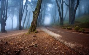 Mysterious, Forest, Mist, Road, Morning, Nature wallpaper thumb