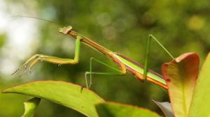 Insects Mantis Mante Religieuse Nature Macro Closeup Zoom HD Desktop wallpaper thumb