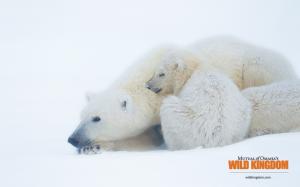 Polar bears wallpaper thumb