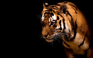 Tiger, Animal, King, Powerful wallpaper thumb