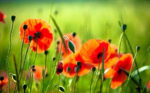 Red flowers, poppies, grass, green wallpaper thumb