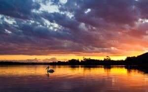 Sunset Bird Cloud Lake HD wallpaper thumb