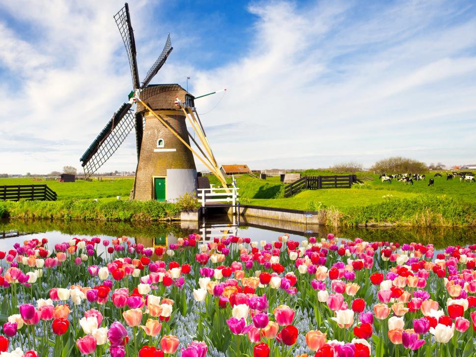 Red white flowers, tulips, spring, fields, windmill wallpaper,Red HD wallpaper,White HD wallpaper,Flowers HD wallpaper,Tulips HD wallpaper,Spring HD wallpaper,Fields HD wallpaper,Windmill HD wallpaper,2560x1920 wallpaper