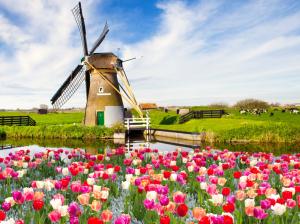 Red white flowers, tulips, spring, fields, windmill wallpaper thumb