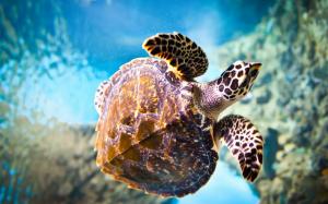 Turtle, Close Up, Underwater, Animal wallpaper thumb
