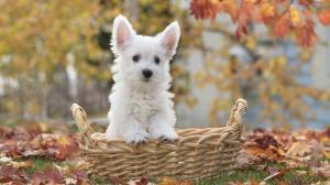 White dog in basket, autumn, leaves wallpaper thumb